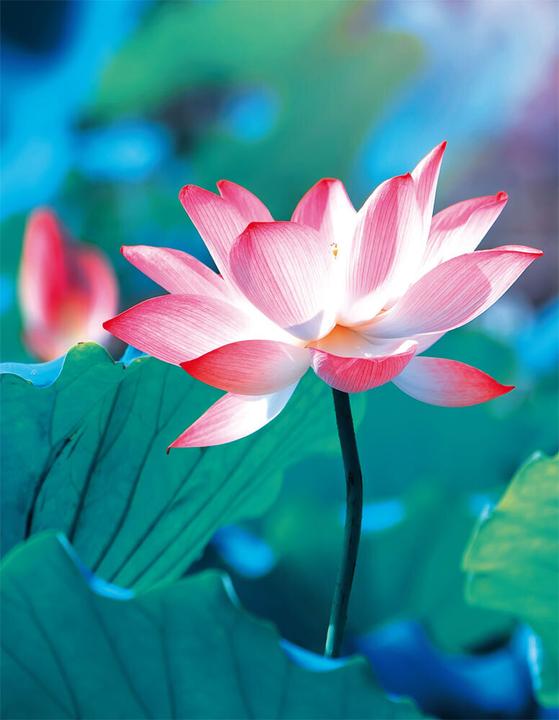 Produktbild Tushita Blankbook Pure Lotus.bb0319 (Liniert)
