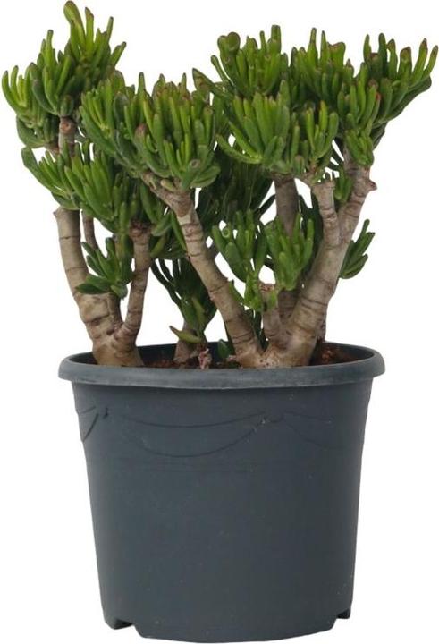 Image du produit Plant in a Box Crassula ovata Hobbit - Plante de jade (55 cm)