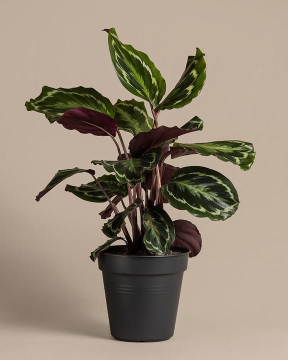 Produktbild feey Grosse Calathea Roseopicta (65 cm, Frisch umgetopft, Tierfreundlich)