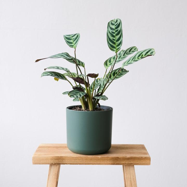 Produktbild Plant in a Box Ctenanthe burle-marxii - Zebrapflanze (25 cm)