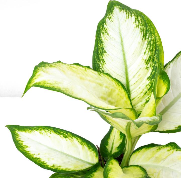 Image du produit Flowerbox Dieffenbachie - Dieffenbachia (35 cm)