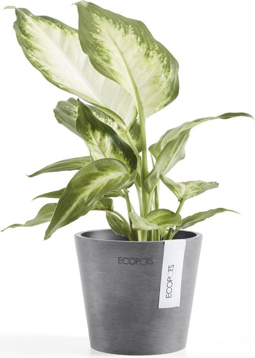 Actual product image Ecopots Amsterdam Mini (10.50 cm)