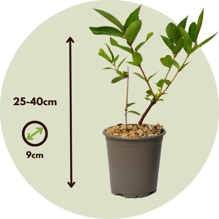 Actual product image Plant in a Box Lonicera kamtchatica - Set of 3 Kamchatka honeysuckle (25 cm)