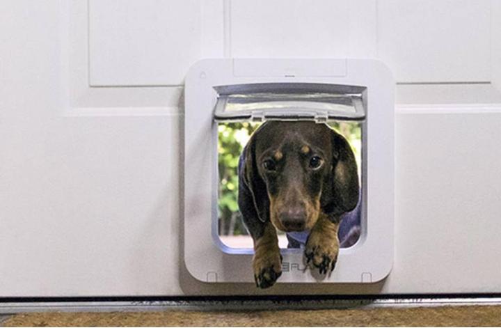 Immagine prodotto SureFlap Collegati a (Zampa per gatti con microchip)