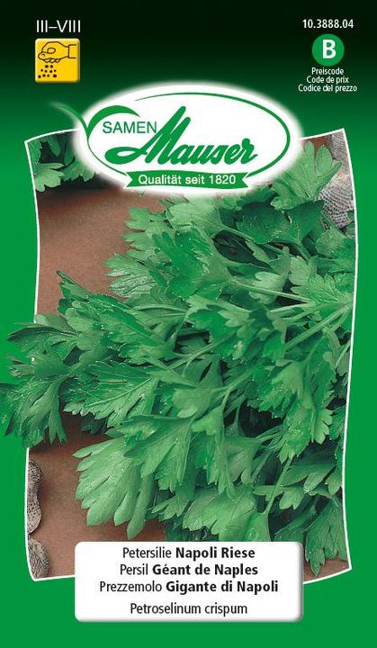 Actual product image Samen Mauser Parsley Napoli Giant (Herb seeds)