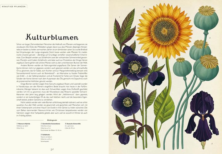 Image du produit Das Museum der Pflanzen (Allemand, Kathy Willis, Katie Scott, 2016)