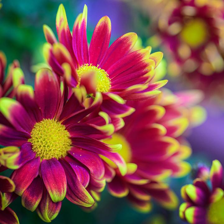Actual product image Laowa 100mm f/2.8 Tilt Shift 1X Macro Lens Nikon Z