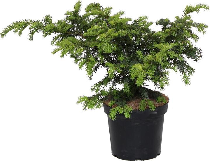 Produktbild Zulauf Kissen-Eibe / Taxus bac. 'Repandens' (40 cm)