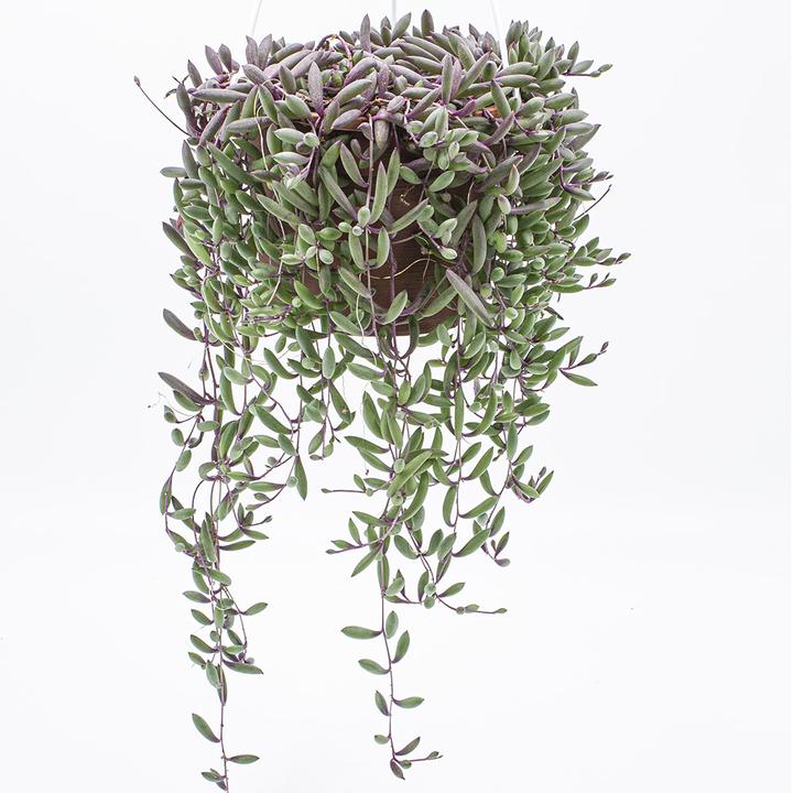 Immagine prodotto Kakteen Gautschi Senecio Purple Flash (30 cm)