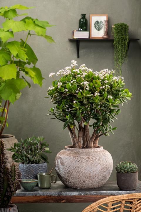 Immagine prodotto Plant in a Box Crassula ovata Minor - Pianta di giada (45 cm)