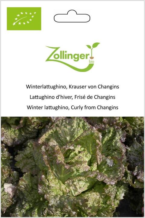Produktbild Zollinger Bio Winterlattughino, Krauser von Changins (Keimlinge)