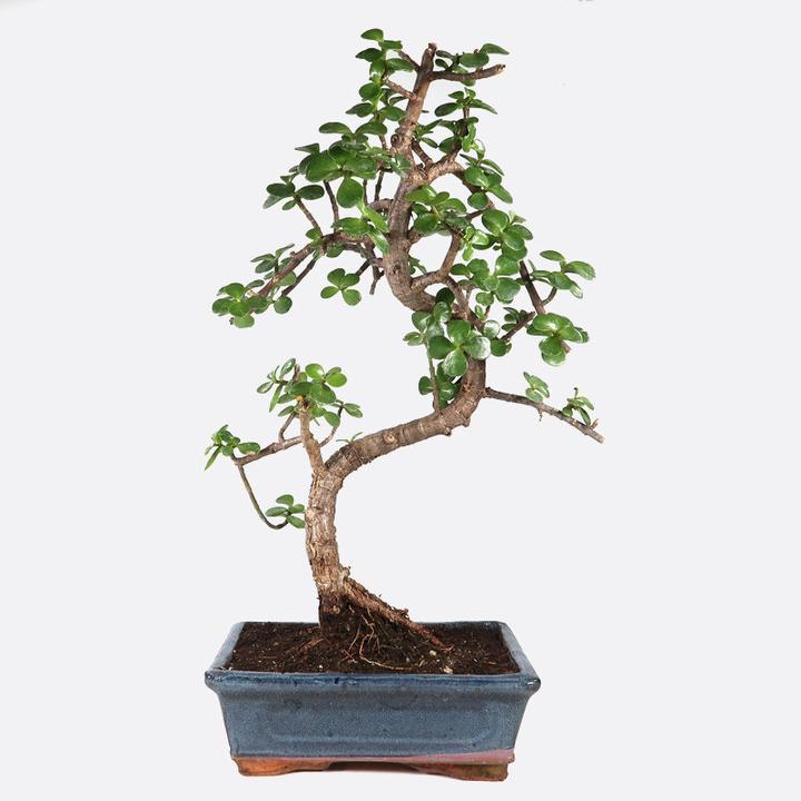 Image du produit Bonsai.ch Portulacaria Jadebaum cm