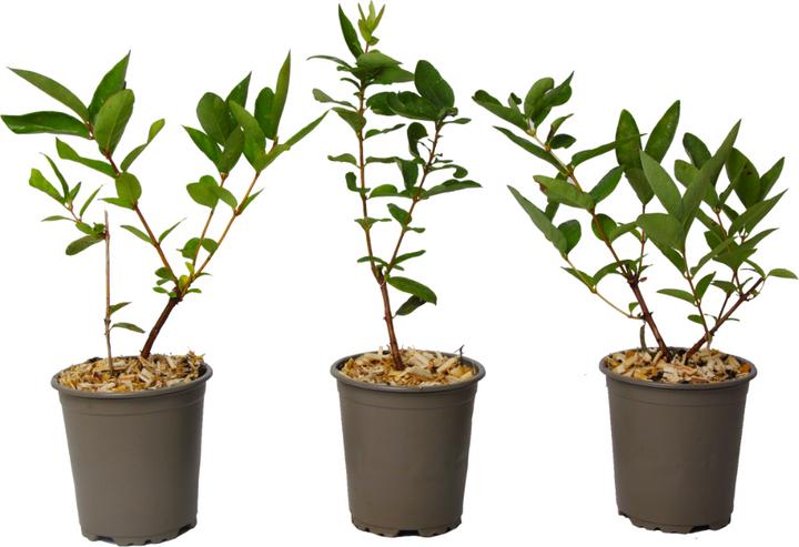 Actual product image Plant in a Box Lonicera kamtchatica - Set of 3 Kamchatka honeysuckle (25 cm)