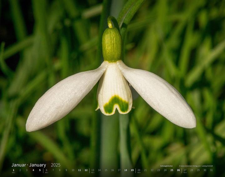 Immagine prodotto Calendario di grande formato Wildflowers 2025 58 (Copertina rigida, Tedesco)