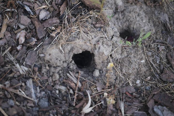 Immagine prodotto Gardigo Trappola a tenaglia per arvicole