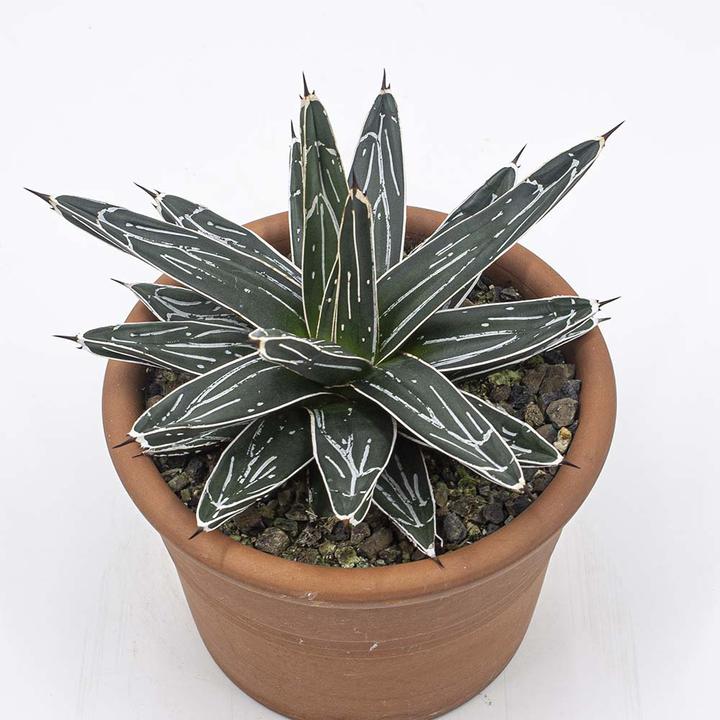 Actual product image Kakteen Gautschi Agave victoria reginae (25 cm)
