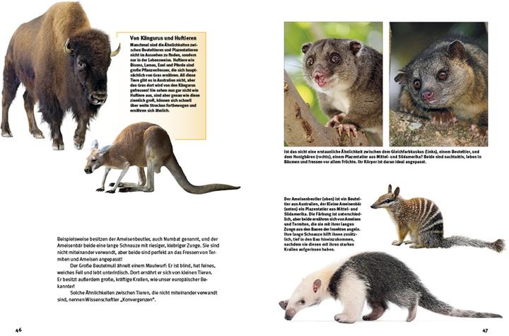 Actual product image Entdecke die Beuteltiere (German, Leonie Proscurcin, 2022)