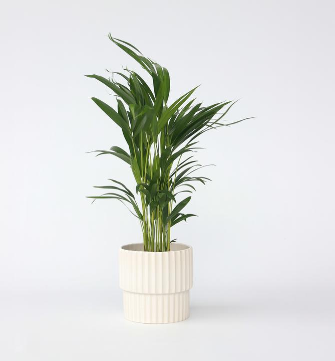 Actual product image Plant in a Box Dypsis Lutescens - Areca Gold Fruit Palm (60 cm)