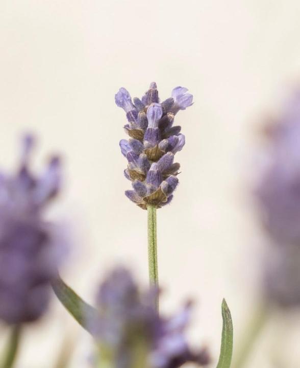 Image du produit feey Lavendel (20 cm, Respectueux des animaux)
