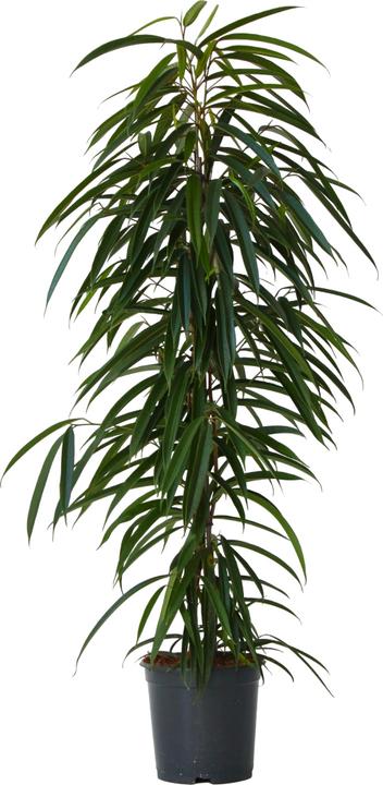 Actual product image Plant in a Box Ficus Binnendijckii Alii - violin plant (100 cm)
