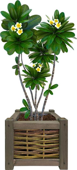 Image du produit Natura Punto Bac à fleurs en rotin et bois (30 cm)