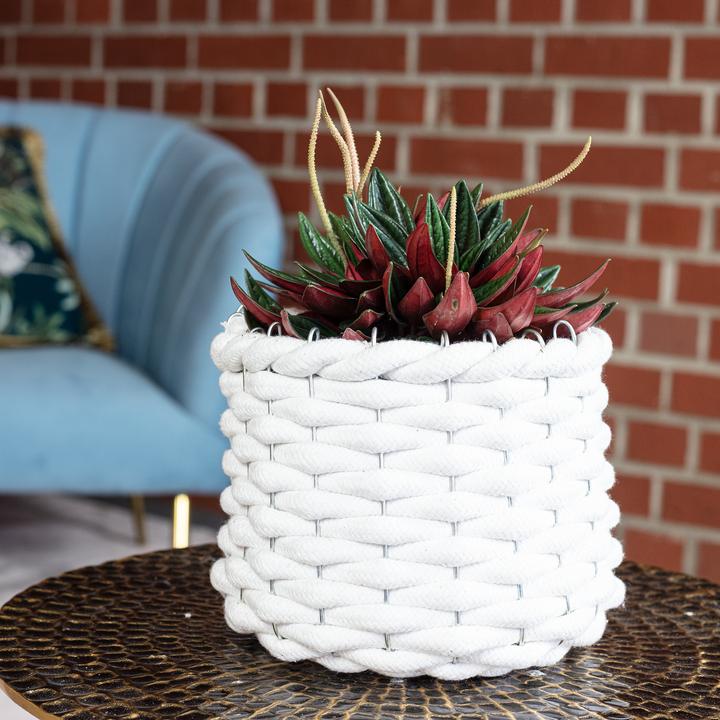 Actual product image Flowerbox Smit Rosso - Peperomia (15 cm)