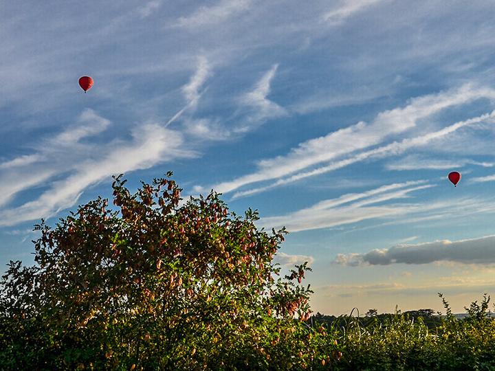 Immagine prodotto Smartbox Vol en montgolfière avec dégustation et visite de cave pour 2 personnes à Amboise (2 pers.)
