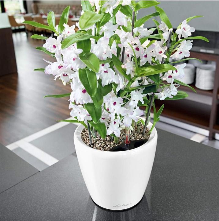 Produktbild Lechuza Classico (22 cm)