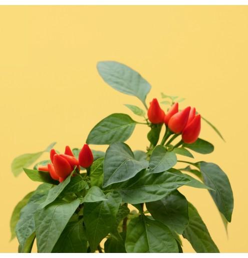 Image du produit Prêt à Pousser Mini Chili (Graines de légumes)