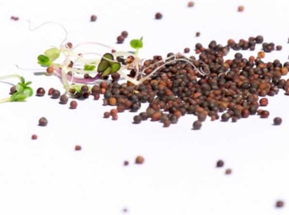 Produktbild Sprossensamen Bio-Sprossensamen "Protection-Mix" - 250g (Keimlinge)