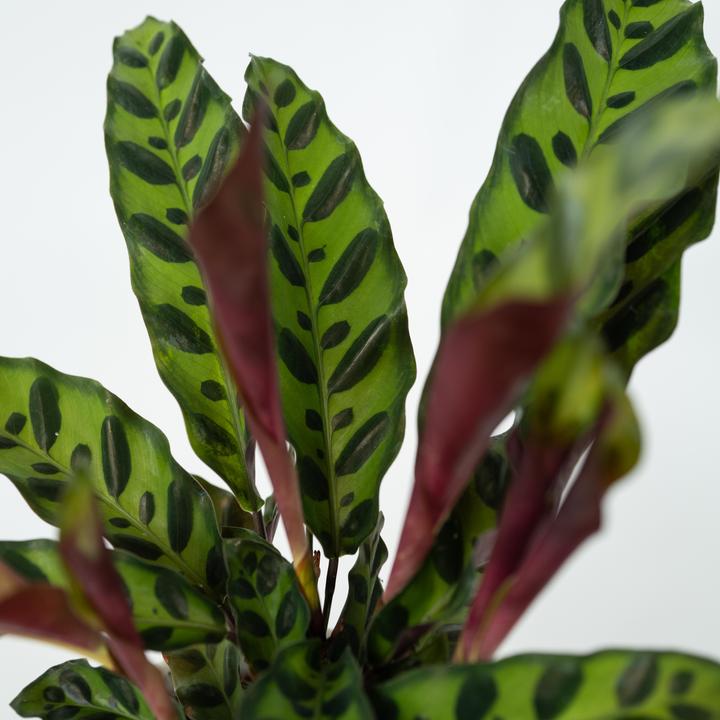 Produktbild Plant in a Box Calathea lancifolia - Korbmarante (40 cm)