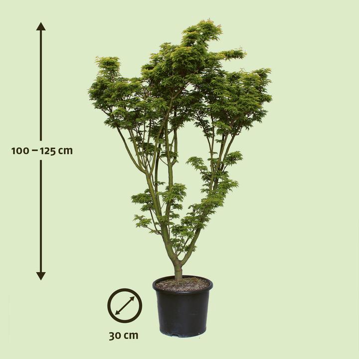 Produktbild Zulauf Japanischer Fächer-Ahorn / Acer palmatum 'Shishigashira' (100 cm)