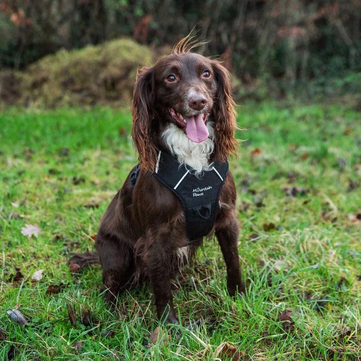 Image du produit Mountain Paws Dog Harness, Extra Large, Black (Chien, Général)