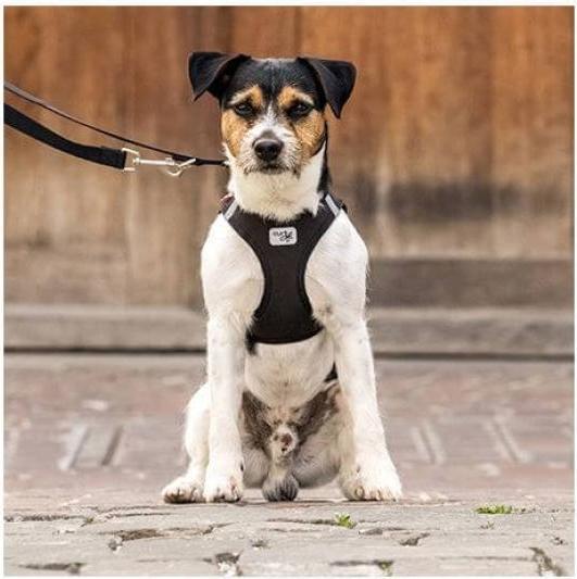 Produktbild Curli Vest Hundegeschirr Clasp Softshell Schwarz XL (XL, Hund, Allgemein)