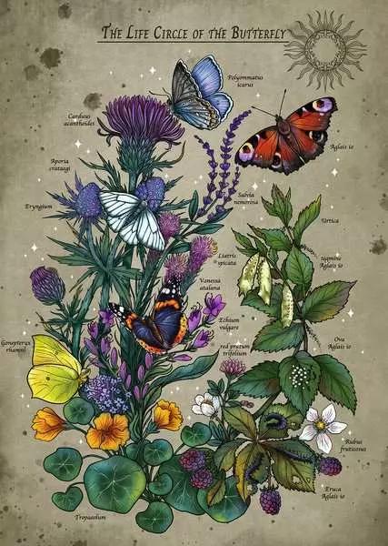 Image du produit Ravensburger Puzzle 12001435 - Lifecircle Butterfly - 1000 pièces Puzzle pour adultes et enfants (1000 pièces)