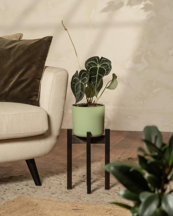 Image du produit feey Support pour plantes (Stelion | 18 cm Ø)