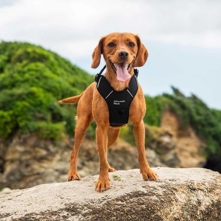 Image du produit Mountain Paws Dog Harness, Extra Large, Black (Chien, Général)