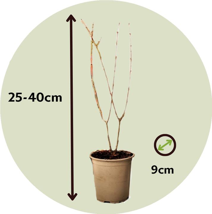 Image du produit Plant in a Box Punica Granatum - Kit de 6 Grenadiers (25 cm)
