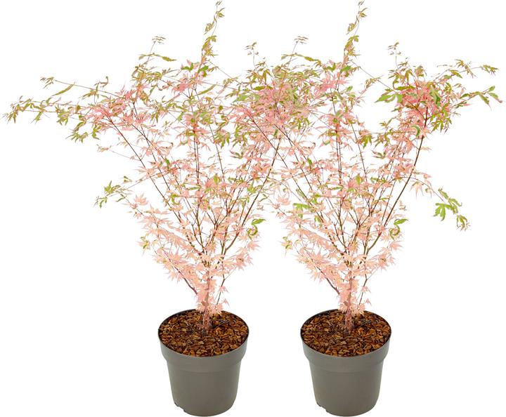 Image du produit Plant in a Box Acer Palmatum 'Taylor' - 2er Set Ahornbäume (50 cm)