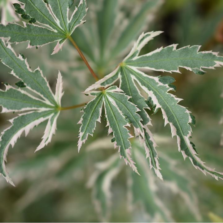 Immagine prodotto Plant in a Box Acer palmatum 'Butterfly' - Acero (25 cm)