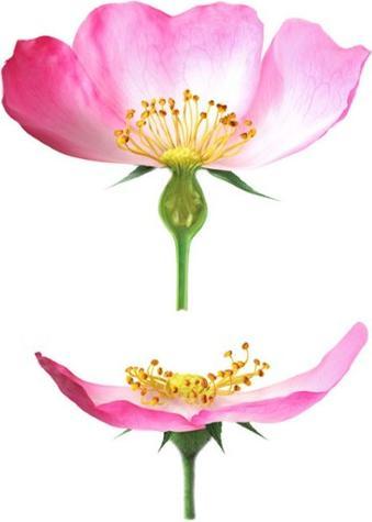 Actual product image Weleda Wild Rose Smoothing Day Care (30 ml, Day cream)