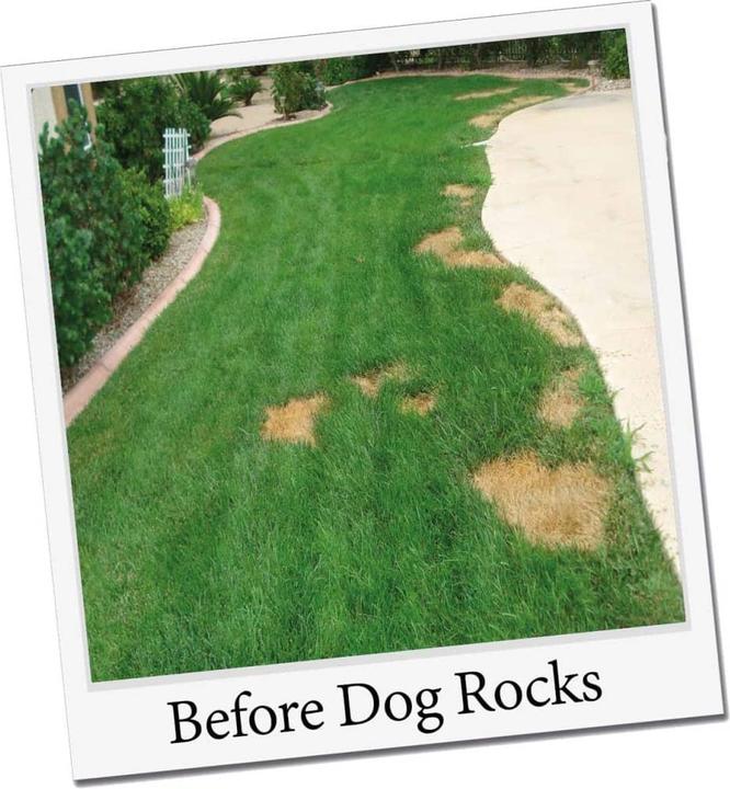 Actual product image Dog Rocks Parker (Dog)