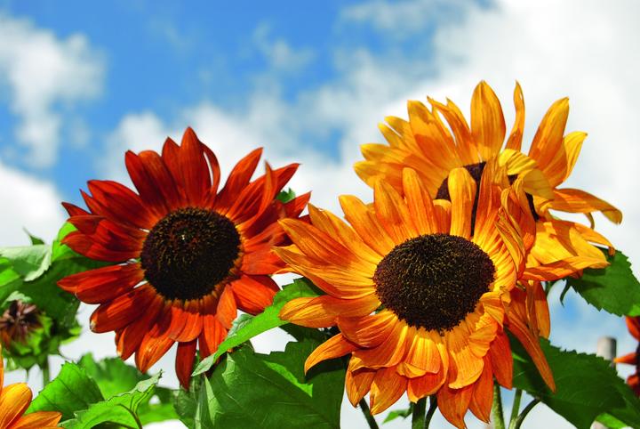 Immagine prodotto Zollinger Bio Girasole, Regina di velluto (Semi di fiori)