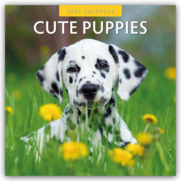 Produktbild Red Robin Publishing Ltd:Cute Puppies - (305 x 305 mm, Harter Einband, Deutsch)