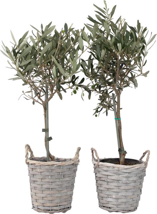 Immagine prodotto Plant in a Box Olea Europaea - Olivo in un cestino (45 cm)