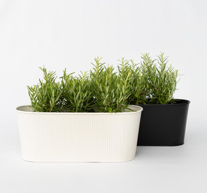 Actual product image Plant in a Box Rosmarinus Officinalis - Set of 12 Rosemary (10 cm)
