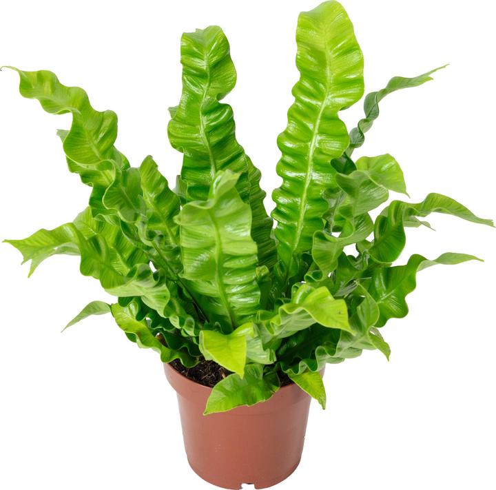Image du produit Flowerbox Nestfarn - Asplenium nidus 'Crispy Wave' (25 cm)