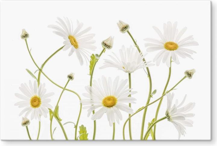 Image du produit Trenddeko Marguerites en oeil de boeuf (40 x 60 cm)