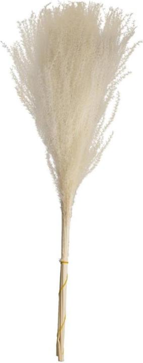 Image du produit Dijk miscanthus (Fleurs séchées)