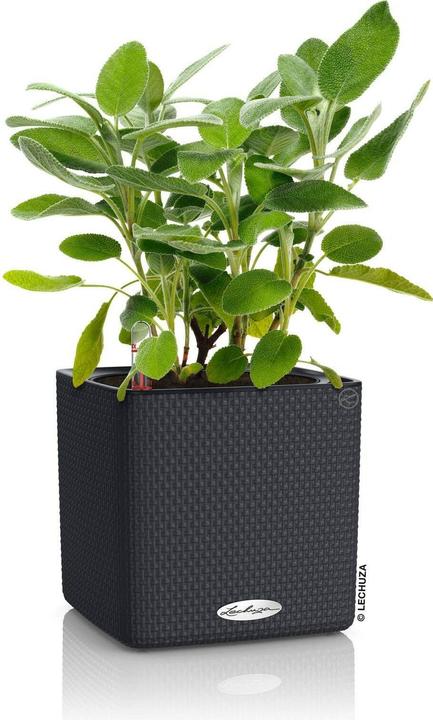 Produktbild Lechuza Cube (17 cm)